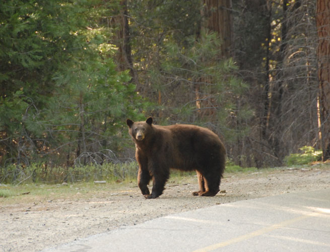 Yosemite Bear