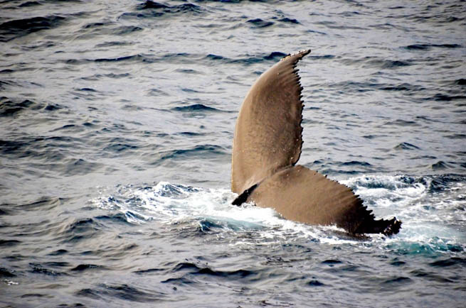 The humpback whale is a species of baleen whale that can be seen off the Baja Peninsula in Mexico.