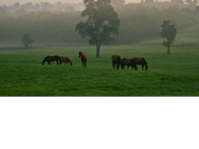 Don't miss one of the highlights of any visit to Lexington, Kentucky - the horse culture! 