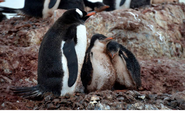 Be inspired by this roundup of amazing animals you'll find on any exploration of Antarctica.