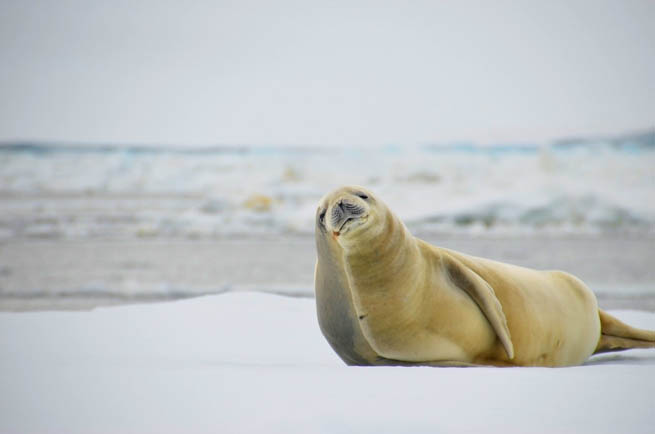 Seal commonly refers to: Pinniped, a diverse group of semi-aquatic marine mammals, many of which are commonly called seals CT