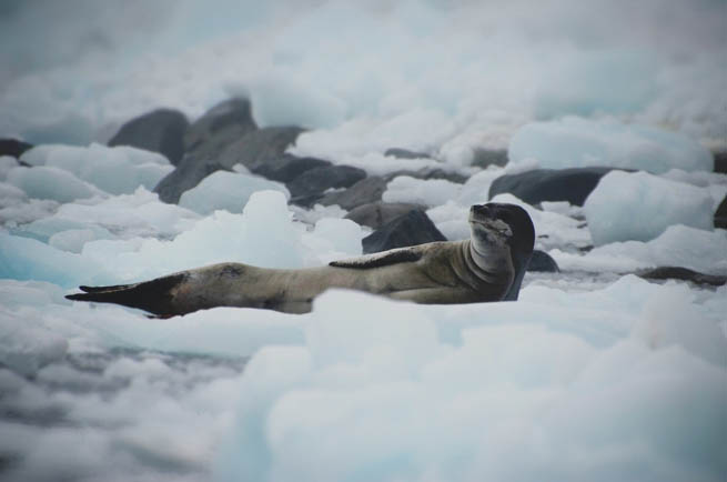 Seal commonly refers to: Pinniped, a diverse group of semi-aquatic marine mammals, many of which are commonly called seals CT2