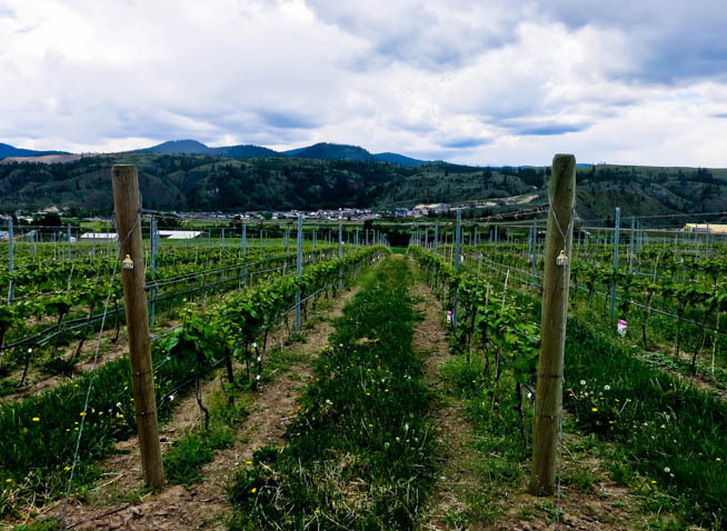 Image of grape plants at a vineyard, where they will be turned into wine.