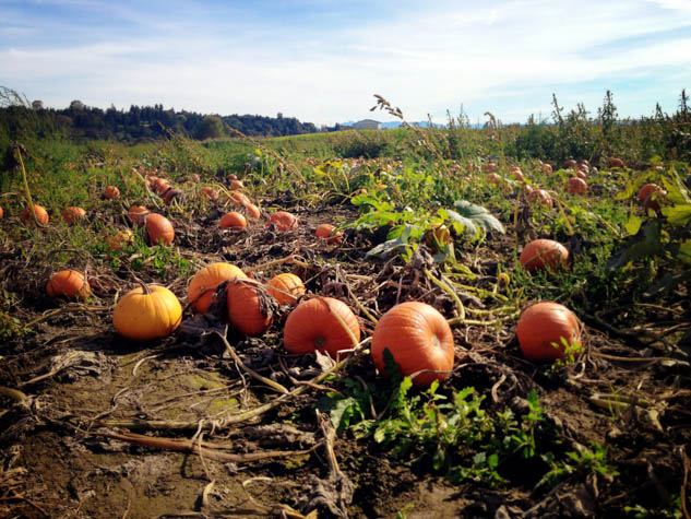 Find the perfect pumpkin patch for your family this autumn with this handy list of what to look out for.