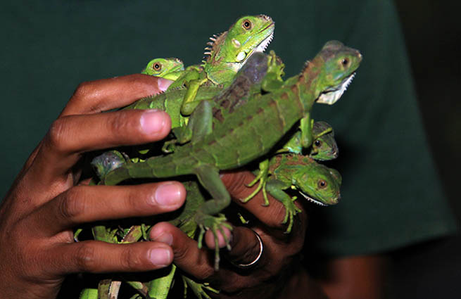 Belize is a nation-state on the eastern coast of Central America CT