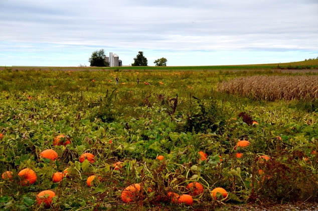 Plan a fall season you won't forget by attending these fun autumnal events! 